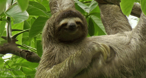 sloth gif