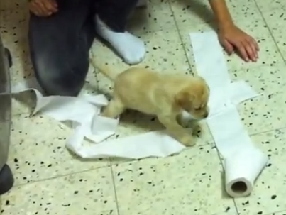 puppy toilet paper