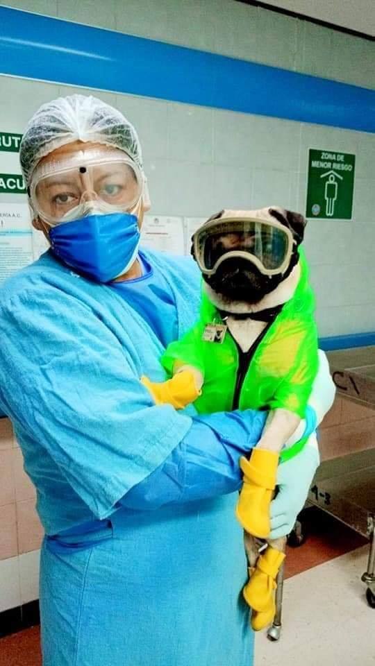 harley perro doctor coronavirus centro médico