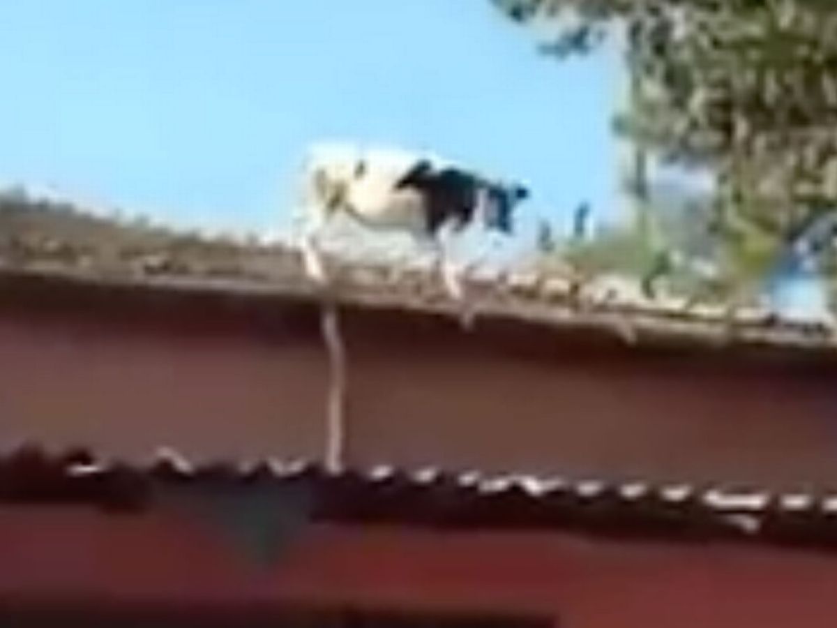 vaca en el techo