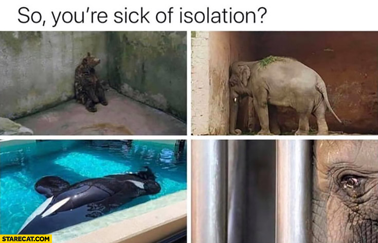 so-youre-sick-of-isolation-poor-animals-locked-in-the-zoo