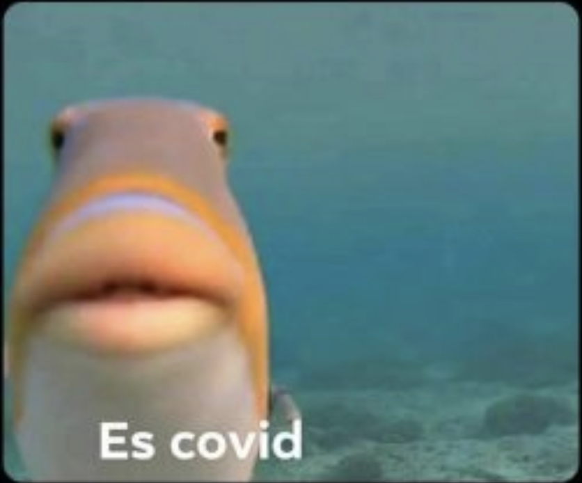 Meme pez covid