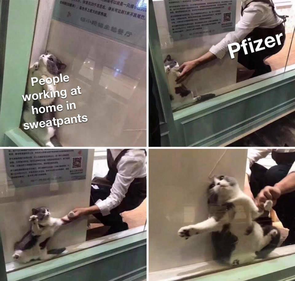 covid vacuna pfizer gato meme