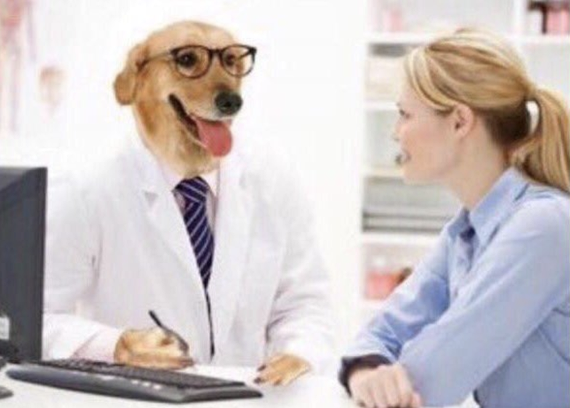 dog doctor meme