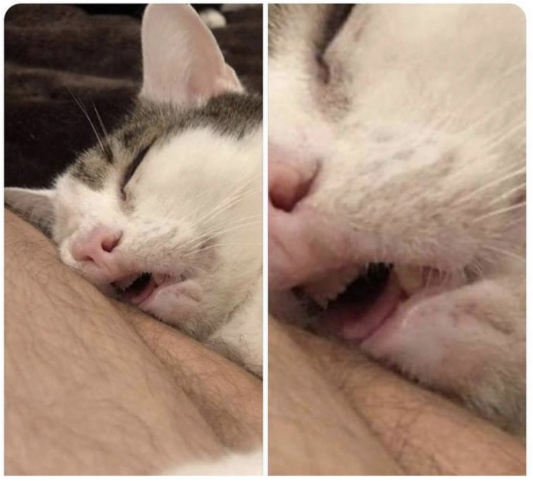 sleepy cat meme