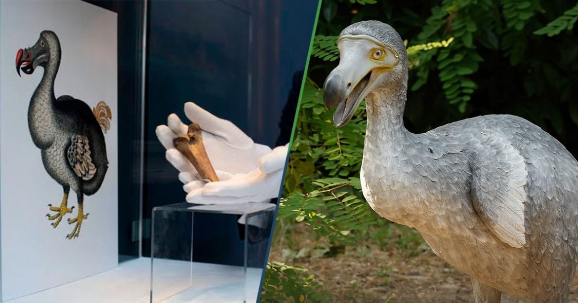 dodo-compania-adn-vida-extinto